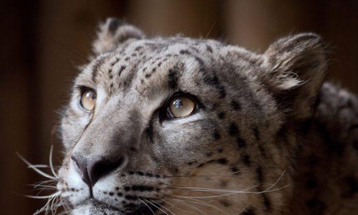 Rare Snow Leopard Shot After Escaping Zoo