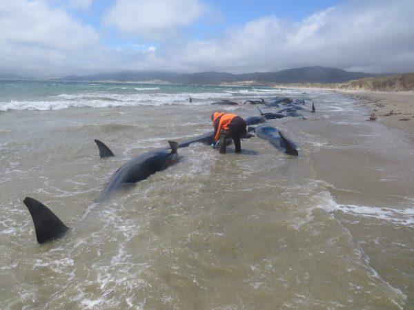 Whale carcasses on the beach at Mason Bay, Stewart Island, New Zealand, on Nov. 24, 2018. (NZ DOC)