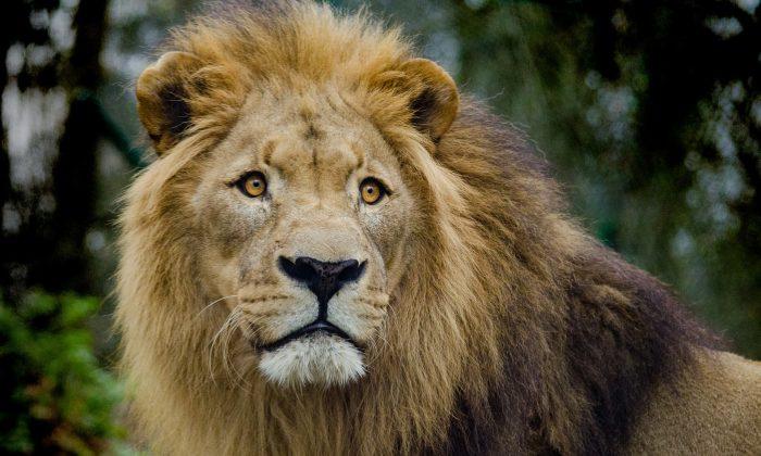 Report: Witness Says Gate Blocked When Lion Killed Intern