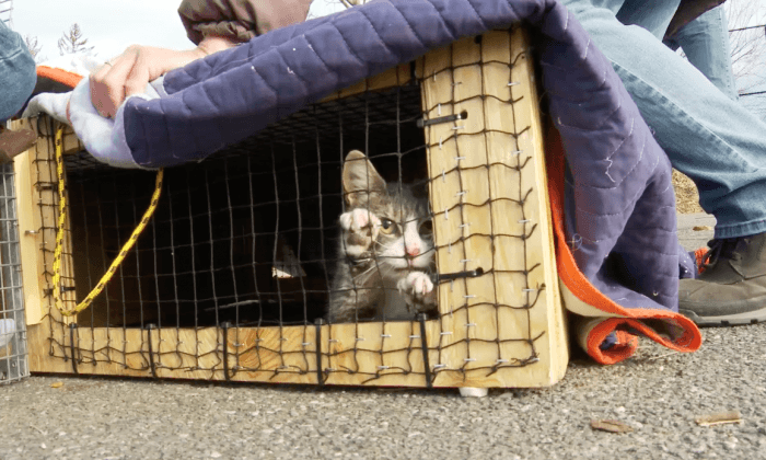 The Cat Rescuers: Fighting for Felines