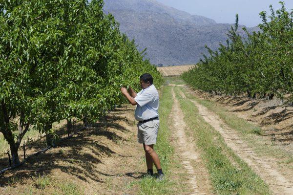 Trevor Abrahams checks on nectarine trees on his farm close to Ceres, South Africa, on Oct. 10, 2011. Abrahams, an emerging farmer, has received mentorship, support, and funding from an established local farmer to get to the point of having a productive fruit farm. (Rodger Bosch/AFP/Getty Images)