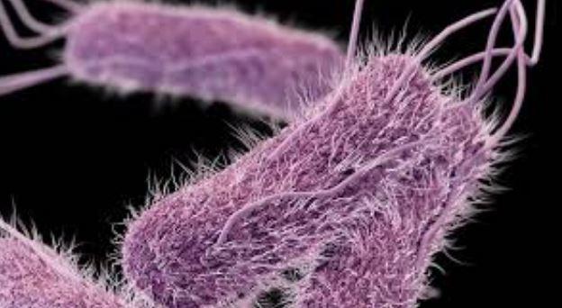 An illustration of Salmonella bacteria. Salmonella causes an infection that causes diarrhea, fever, cramps, and more, and can, in rare cases, lead to death. (Centers for Disease Control and Prevention)