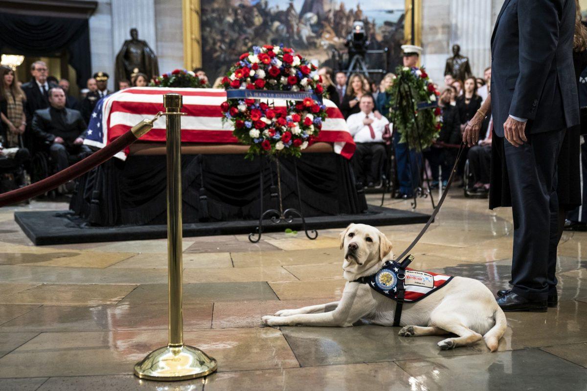 Sully, a yellow Labrador service dog for former President George H. W. Bush, sits near the casket of the late former President George H.W. Bush as he lies in state at the U.S. Capitol, December 4, 2018. (Drew Angerer/Getty Images)