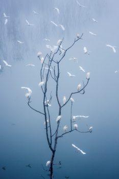 Cattle egrets fill the leafless tree in a large rookery, on a foggy morning in Four Holes Swamp, S.C. (Mac Stone)