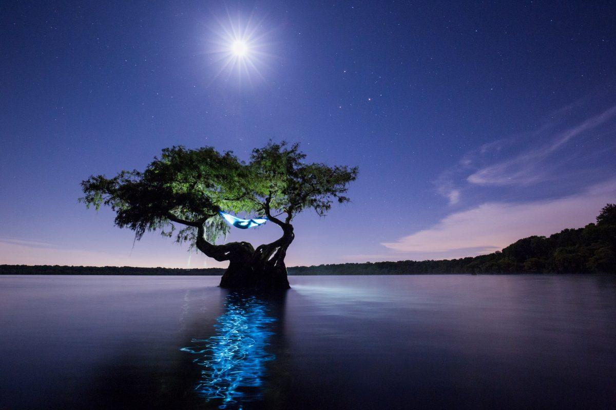 The dreaming tree. Hanging in a twisted cypress tree, a camper curls into a hammock and goes to sleep under the stars, on Cypress Lake, Florida. (Mac Stone)