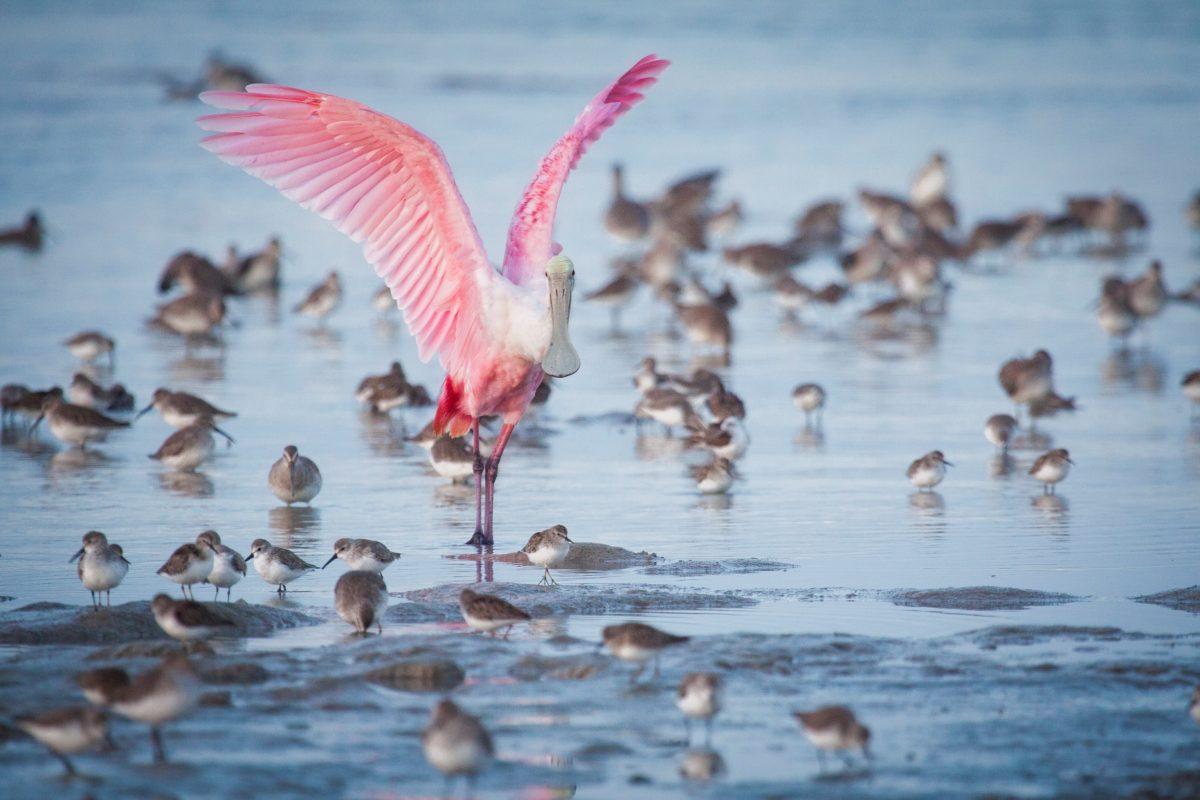 Roseate spoonbills and other shorebirds forage on the mud flats during low tides on Lake Ingram in Everglades National Park. Audubon biologists consider these pink birds as indicator species for the overall health of the Everglades watershed and have been monitoring their nesting populations for over 80 years. (Mac Stone)