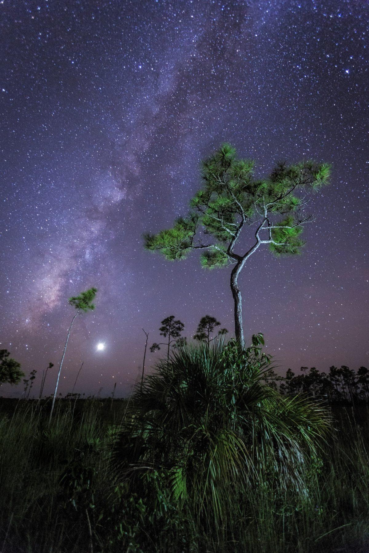 The Milky Way and Venus glow bright in the South Florida sky in Everglades National Park, Florida<span style="font-size: 16px;">. (Mac Stone)</span>
