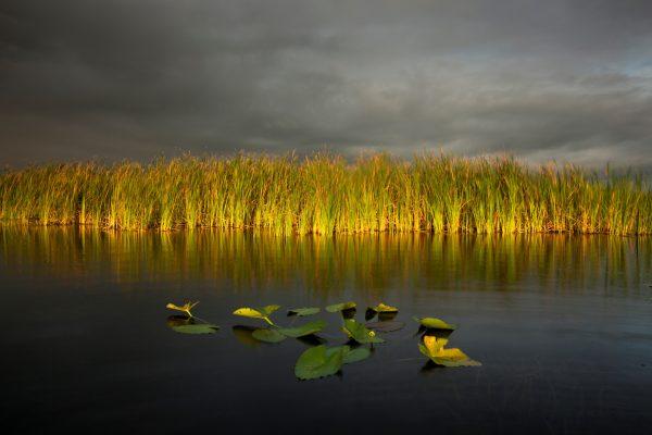 The last lines of light illuminate cattails on a restored area of Lake Okeechobee. Habitat restoration in this section of wetland was to benefit the endangered Everglades snail kites. (Stock Photo/Lake Okeechobee, Florida, USA.)