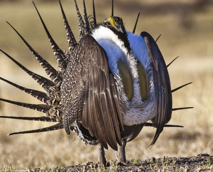 Federal Government Updates Sage-Grouse Plan to Expand Oil Drilling, Mineral Mining