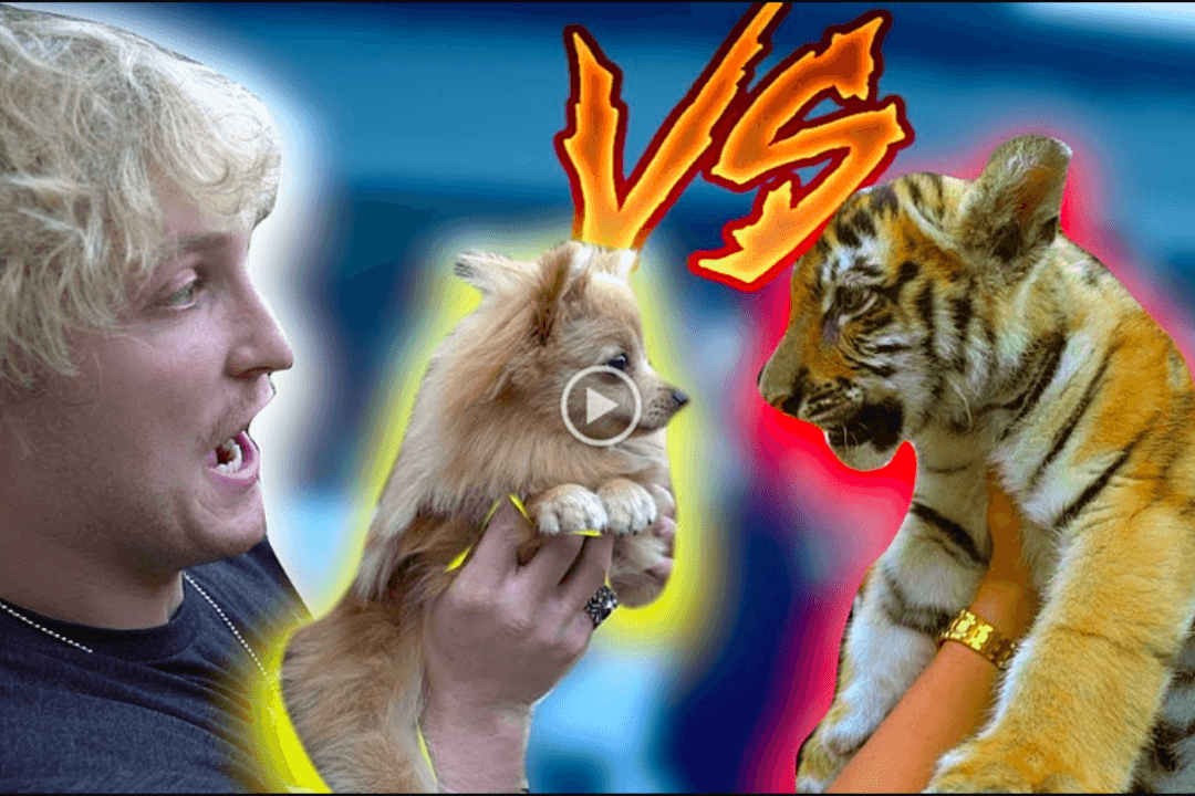 Tiger Cub Seen in YouTube Video Leads to Charges of Illegal Animal Possession