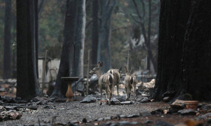 Parts of Ravaged Paradise Open for First Time Since California Wildfire