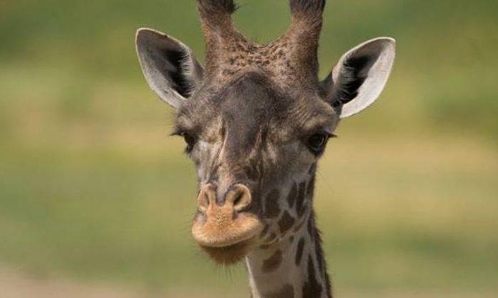 Giraffe Dies Following Rare C-section at Ohio Zoo, Officials Say