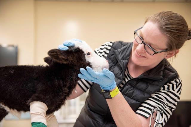 The calf was taken to the Mississippi State University College of Veterinary Medicine, who said the animal is about a 10th of what other calves weigh at its age. (Mississippi State University College of Veterinary Medicine)
