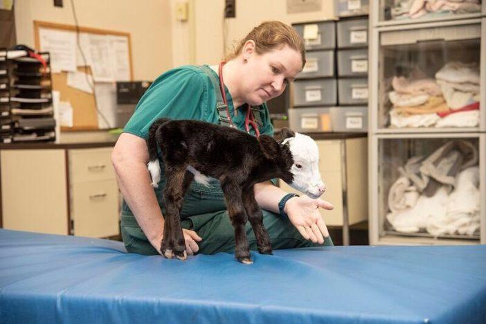Lil Bill may be the world's smallest cow (Mississippi State University College of Veterinary Medicine/Facebook)