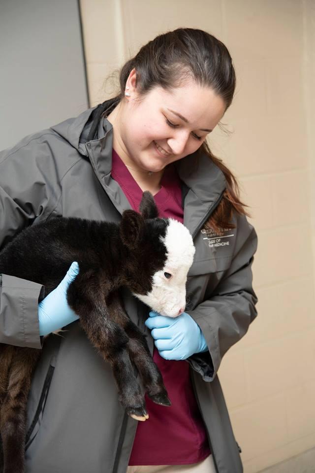 Vets have yet to determine why the calf is so small, but they’re working to find out. (Mississippi State University College of Veterinary Medicine/Facebook)