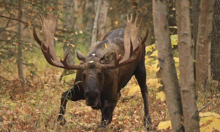 Alaska Moose Poacher Fined $100,000, Sentenced to Jail