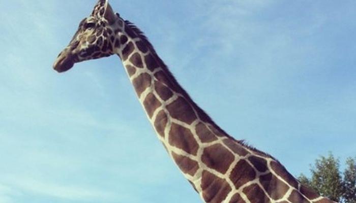 21-Year-Old Giraffe Duke Euthanized by Jacksonville Zoo: Reports