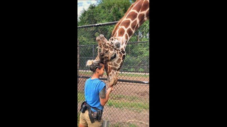 Zoo officials stated that the large ruminant was taking medication for severe arthritis. The animal was euthanized on Dec. 11 after zoo staff found it in its barn, unable to stand. (Jacksonville Zoo)