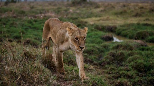A lion looks on at Nairobi National Park in Nairobi, Kenya on July 11, 2017. (Joosep Martinson/Getty Images for IAAF)