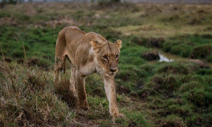 Young Lion Narrowly Escapes a Herd of African Buffalo