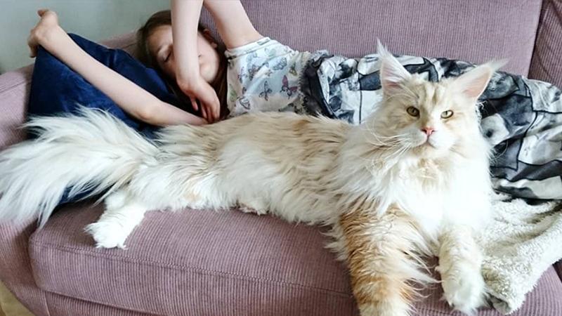 Giant Maine coon cat puts a spell on the internet with his photogenic fluff
