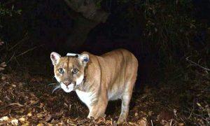 Man Dies in Mountain Lion Attack in Northern California, First Such Fatality in 20 Years