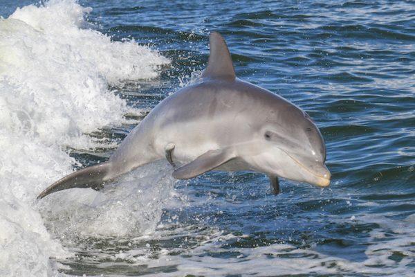 Jumping dolphin. (Courtesy of South Padre Island Convention & Visitors Bureau)