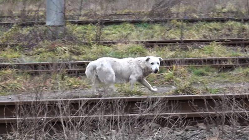 Senior microchipped dog rescued near train tracks, now enjoys ‘puppyhood’ at new forever home