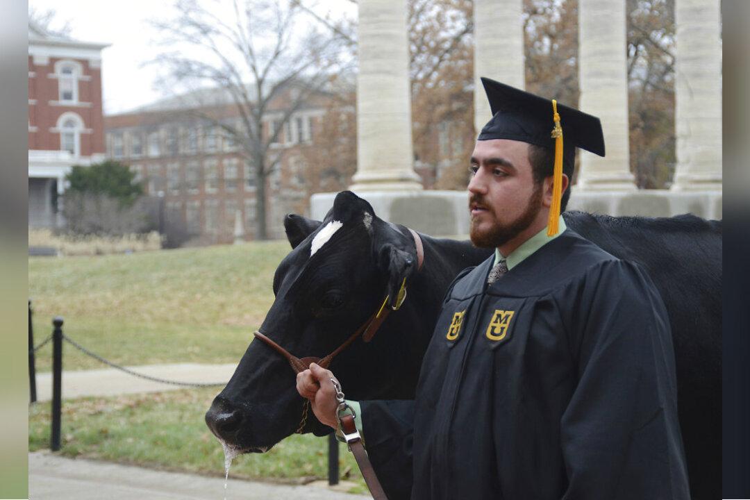 Cow Steals Spotlight at Student’s Graduation Photo Shoot