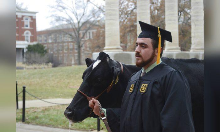 Cow Steals Spotlight at Student’s Graduation Photo Shoot