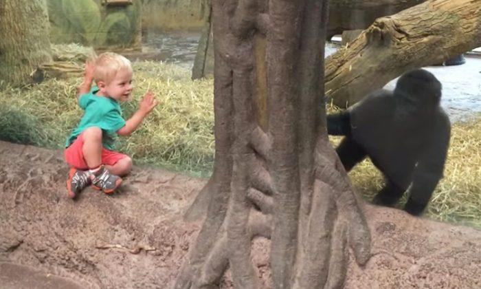 Baby gorilla plays peek-a-boo with toddler at Ohio zoo