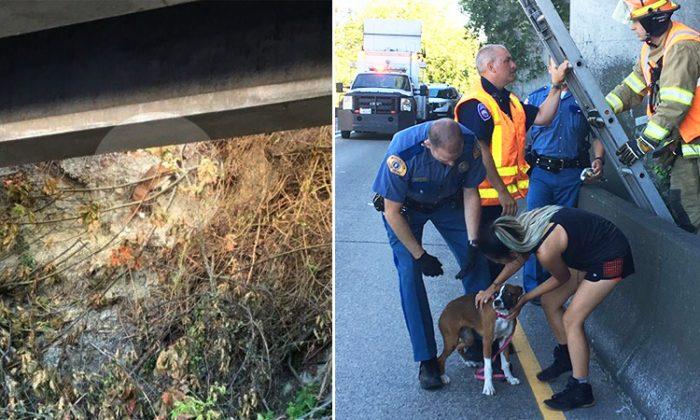 Homeless man puts safety at risk by offering to climb up steep cliff to rescue stranded dog