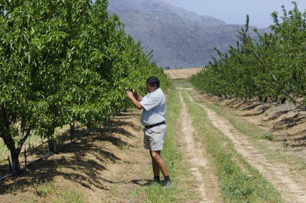 A farmer checks on nectarine trees on his firm close to Ceres, South Africa, in this file photo. (Rodger Bosch/AFP/Getty Images)
