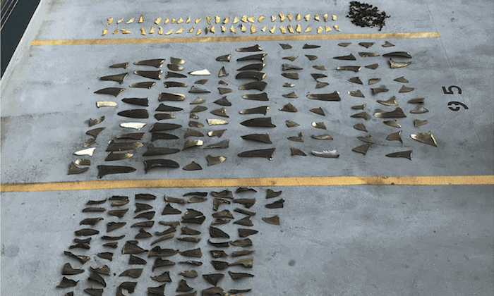Japanese Boat Owners Charged With Helping Smuggle Shark Fins