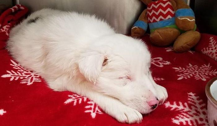 Puppy Found in Bag Filled With Rocks in Frozen Creek
