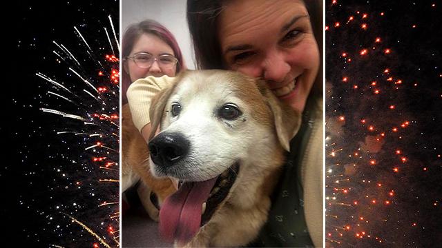 Dog runs away during fireworks show, but reunites with family after photo goes viral