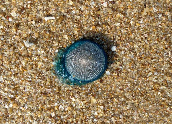 A blue button jellyfish on Thotlakonda beach in Visakhapatnam, India. (Adityamadhav83/Wikimedia commons CC SA-3.0)