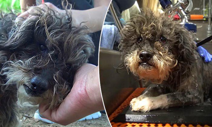 When kids found this dog, they thought he was dead, then they called for Hope