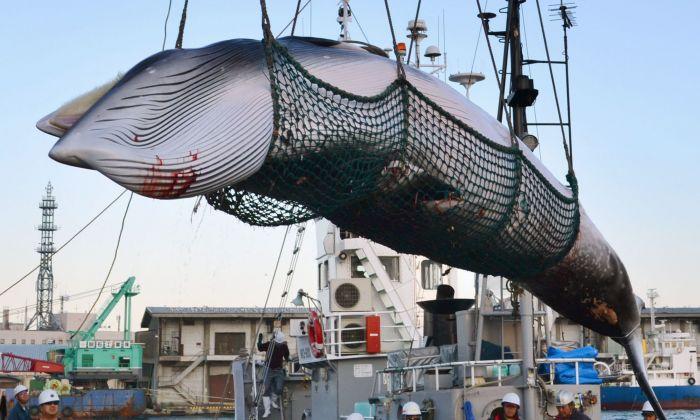 Japan Considers Leaving IWC to Resume Commercial Whale Hunts