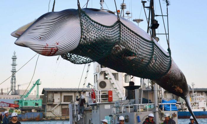Japan Whalers Discuss Plan to Resume Commercial Hunt on July 1
