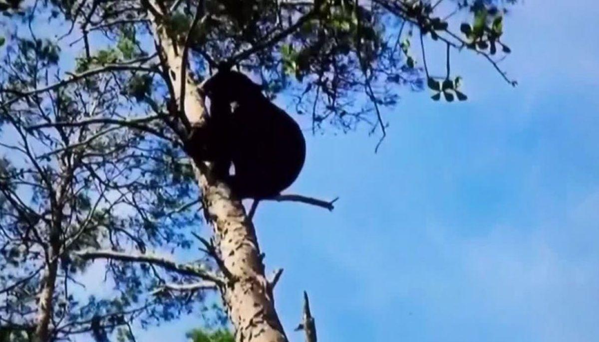 A still image from video footage recorded by one of the defendants and posted on social media shows a black bear in a tree. (Florida Fish and Wildlife Commission)