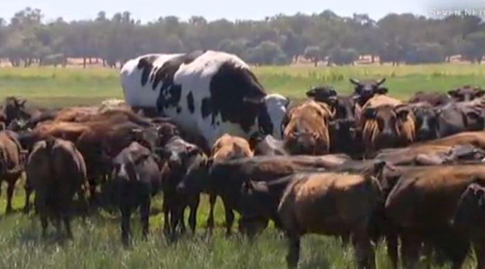 Gigantic Cow Called ‘Knickers’ Weighs More Than a Car, Is as Tall as Michael Jordan
