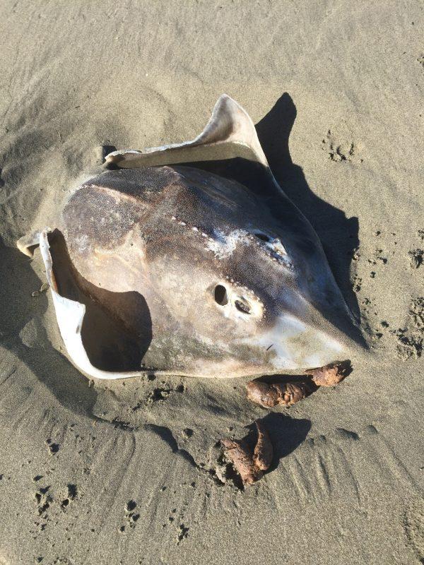 A rough skate washed on a beach. (Gregs/iNaturalist NZ)