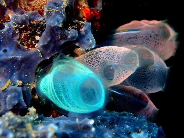 Sea squirts, or Tunicates, in the ocean on a coral reef. (Kevskoot/Pixabay)