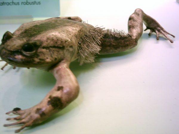 <span style="font-size: 11pt;">©Wikimedia | <a href="https://commons.wikimedia.org/wiki/File:Trichobatrachus_robustus.JPG">Gustavocarra</a></span>