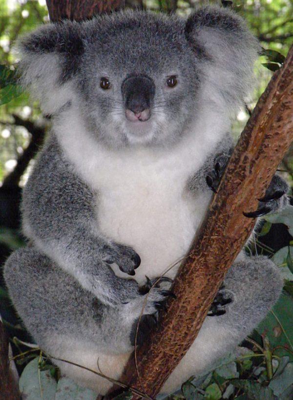 <span style="font-size: 11pt;">©</span>Wikimedia | <a href="https://commons.wikimedia.org/wiki/File:Friendly_Female_Koala.JPG">Quartl</a>