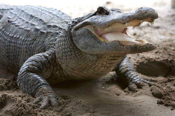 An alligator is seen at the Gator Park in the Florida Everglades, May 17, 2006. (Joe Raedle/Getty Images)