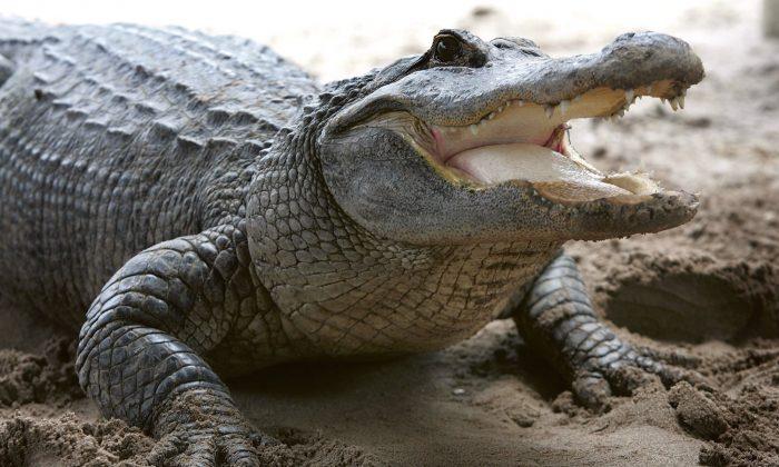 Witness Reveals More Details About Fatal Alligator Attack in South Carolina: Police