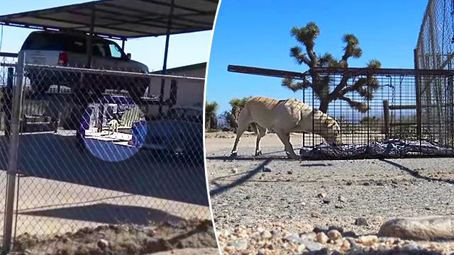 Dog abandoned in desert near LA hides in auto shop, then rescuers give her hope