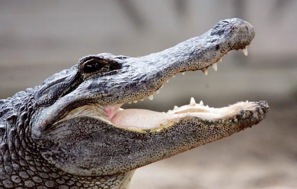 An alligator is seen at the Gator Park in the Florida Everglades, on May 17, 2006. (Joe Raedle/Getty Images)
